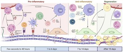 Research Progress on the Immunogenicity and Regeneration of Acellular Adipose Matrix: A Mini Review